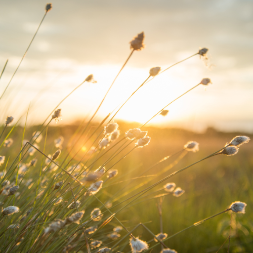 Des fleurs de coton dans le soleil couchant